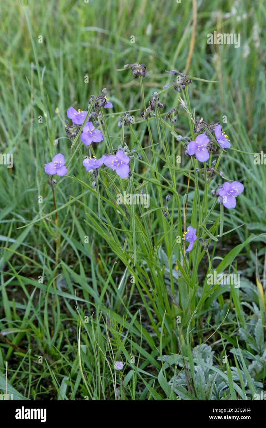 Prairie Spiderwort Tradescantia occidentalis Arizona United States 23 August Flower Commelinaceae Stock Photo