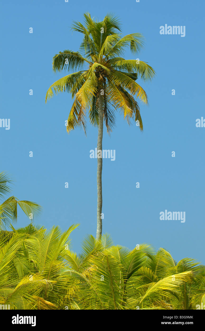 India palm trees hi-res stock photography and images - Alamy