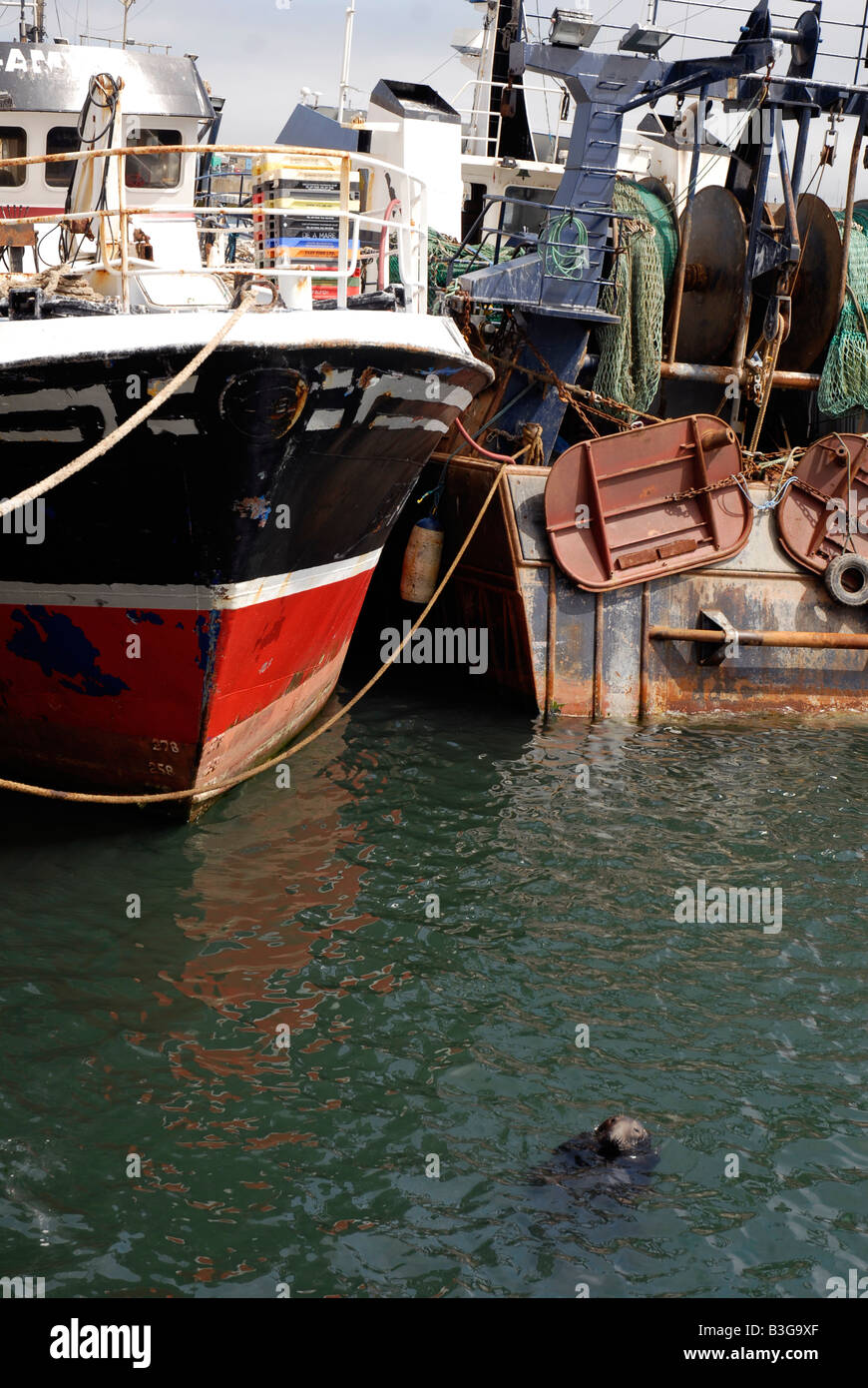 seal-in-the-fish-harbour-at-howth-irish-sea-co-dublin-ireland-stock
