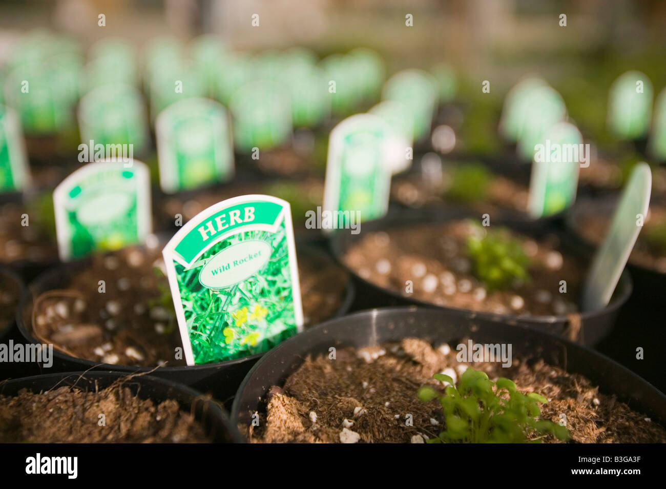 Herb growing at a garden centre near Bodmin Cornwall UK Stock Photo Alamy