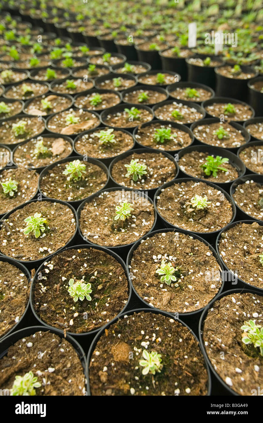 Herb growing at a garden centre near Bodmin Cornwall UK Stock Photo Alamy