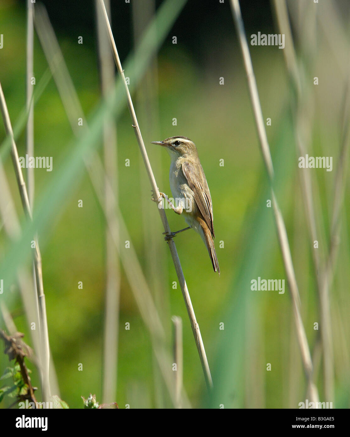 Sedge Warbler Acrocephalus schoenobaenus clinging precariously to a thin reed stem Stock Photo