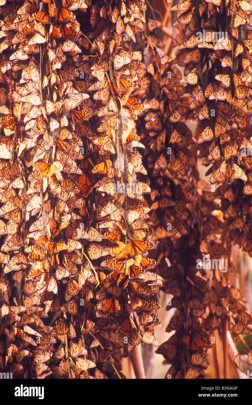 monarch butterflies Danaus plexippus in winter roosting site Coronado
