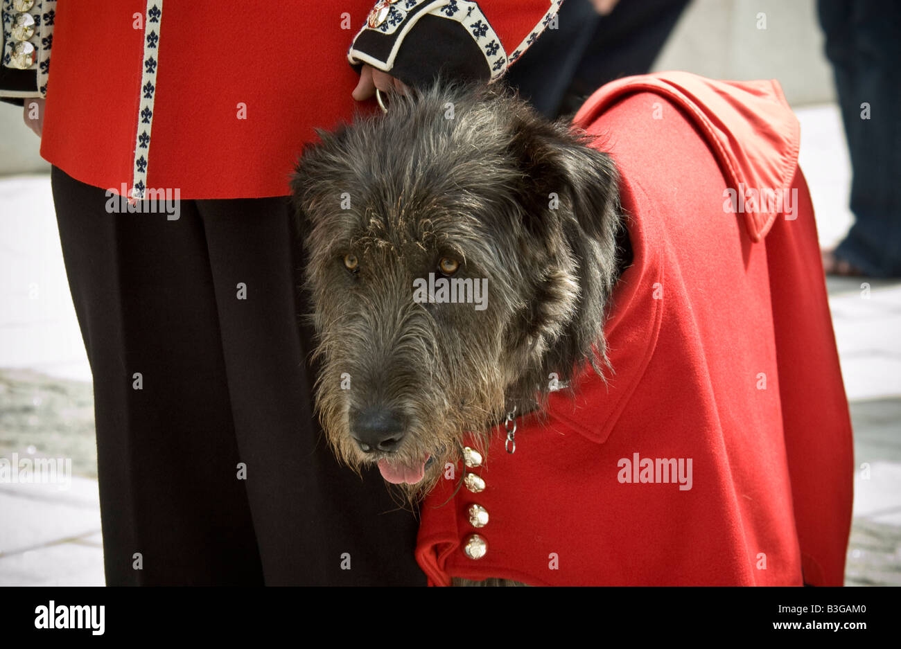 Irish guards wolfhound mascot hires stock photography and images Alamy
