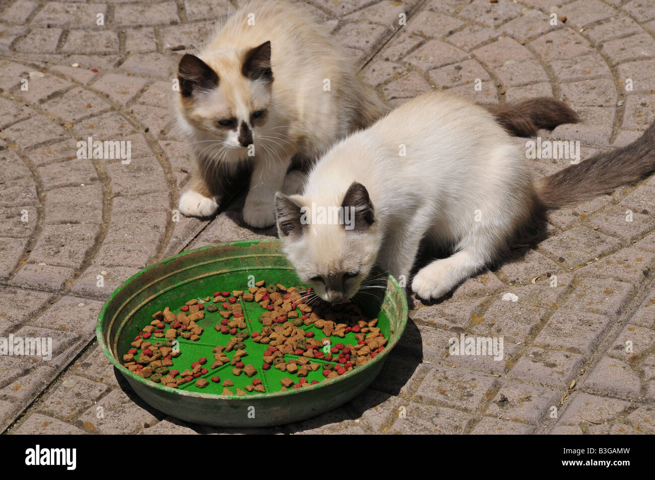 Pet biscuits hires stock photography and images Alamy