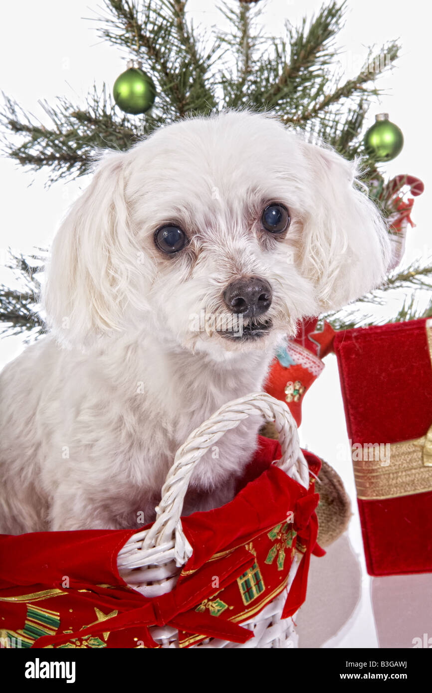 Cute Christmas Maltese dog in basket under christmas tree isolated on