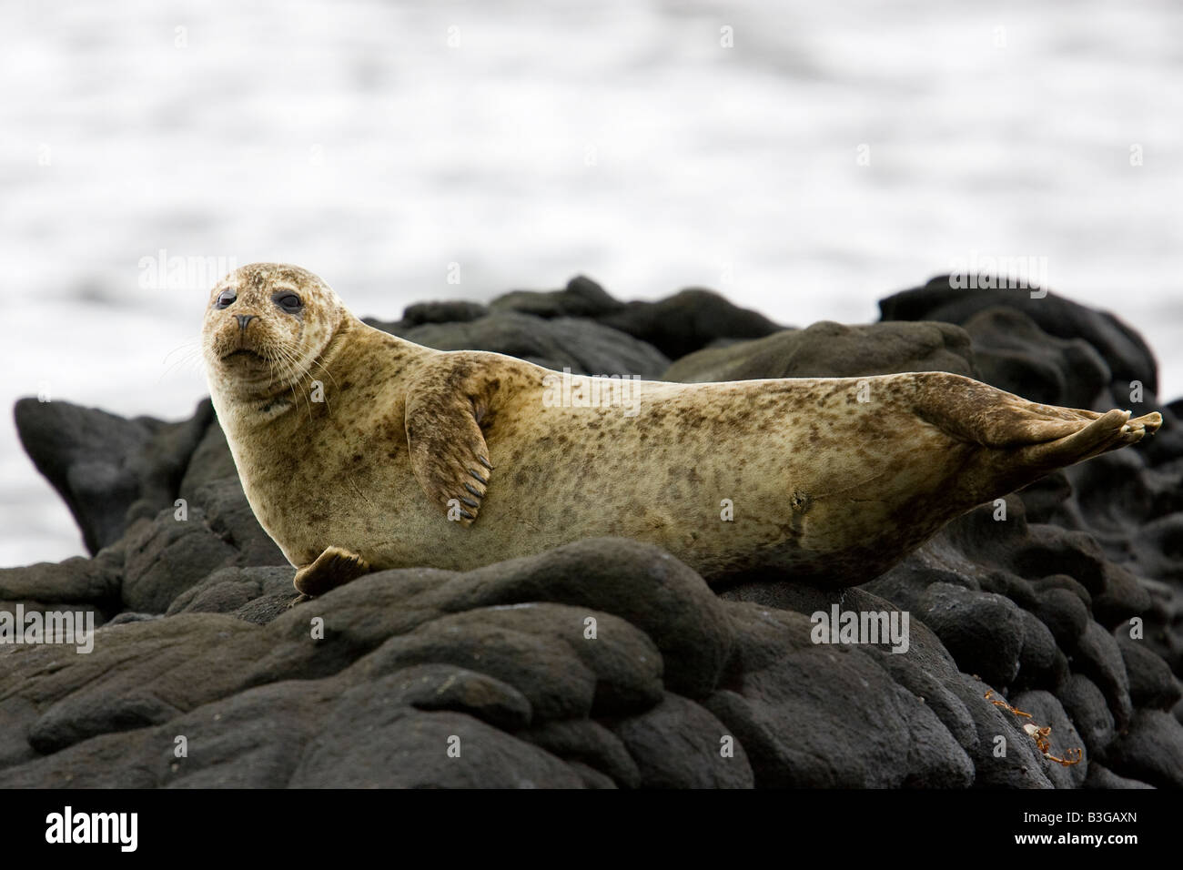Common seals on rocks Stock Photo Alamy