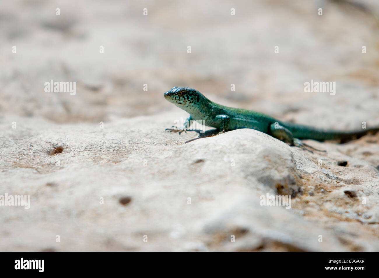 Green lizard in Formentera island Stock Photo