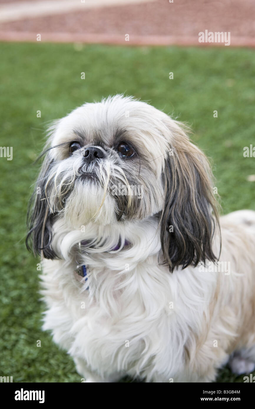 Cute Shih Tzu dog sitting in grass Stock Photo