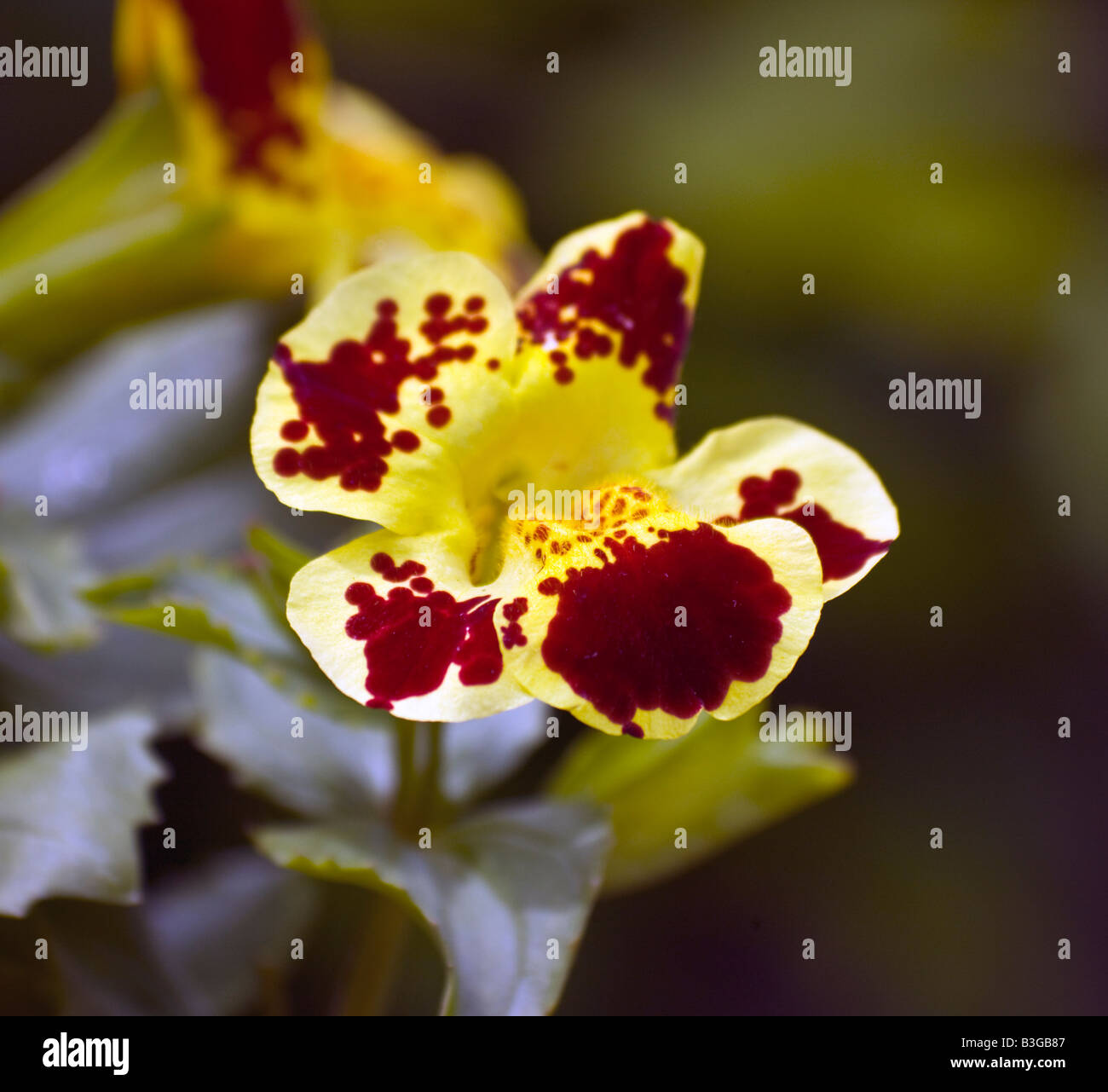 mimulus luteus monkey flower Blood-drop-emlets Stock Photo