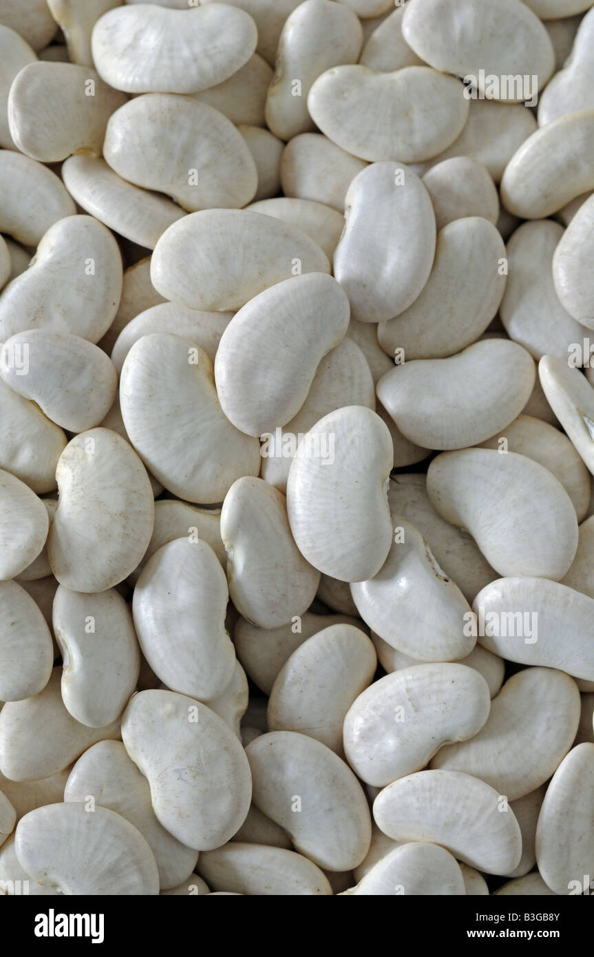 Close up of dried butter beans Phaseolus lunatus Stock Photo Alamy