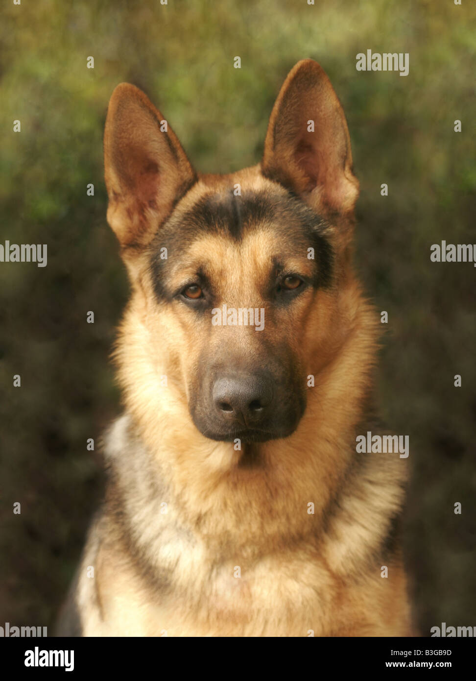 German shepherd dog Headshot Stock Photo