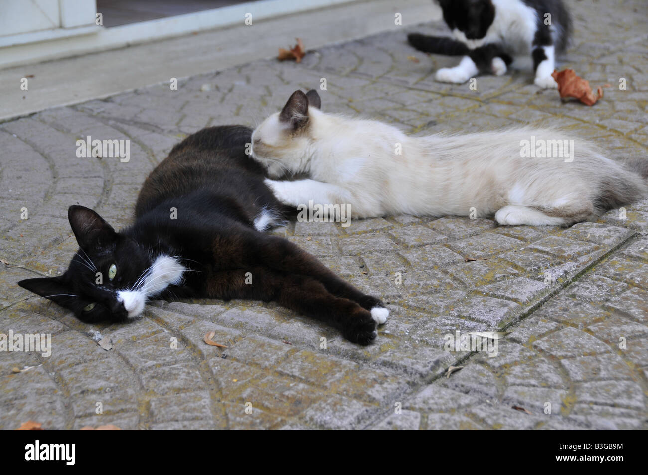 puppy cat breastfeeding from mother Stock Photo Alamy