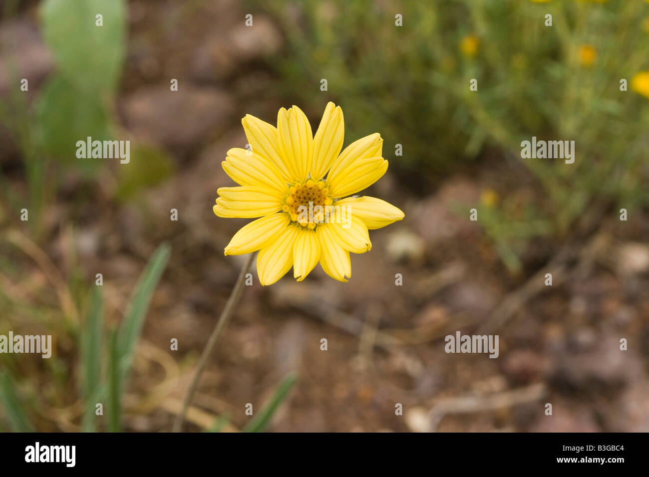 Plains Yellow Daisy Tetraneuris scaposa Stock Photo