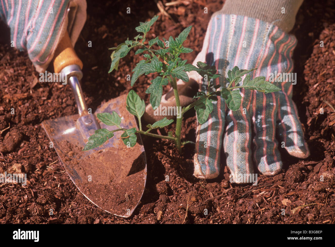 planting tomato plant in vegetable garden Santa Barbara California ...