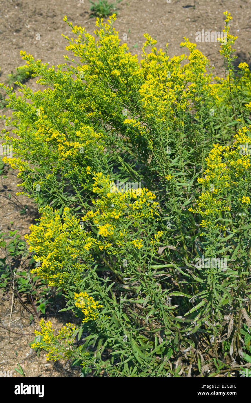 Prairie Goldenrod Solidago nemoralis 21 Spetember Flower Asteraceae Stock Photo