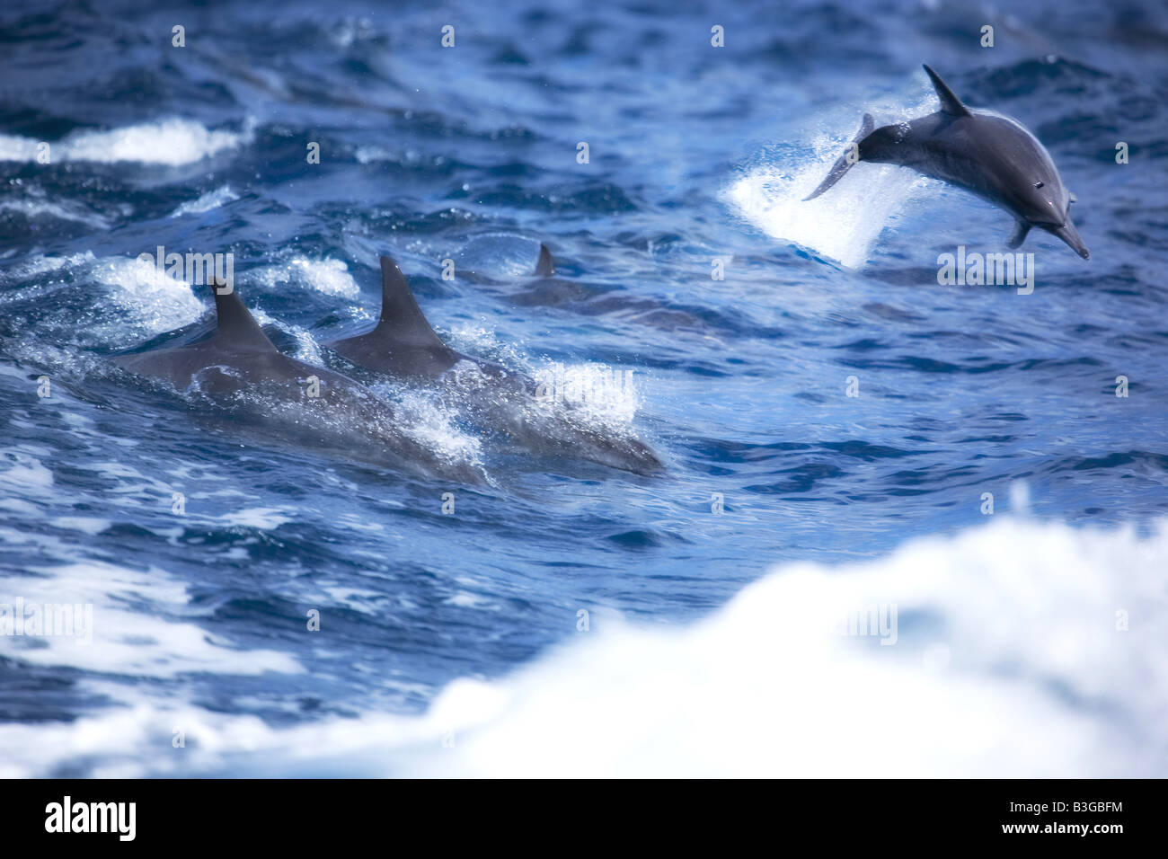 Spinner Dolphins swimming in boat wake in the water s of Maui Hawaii Stock Photo