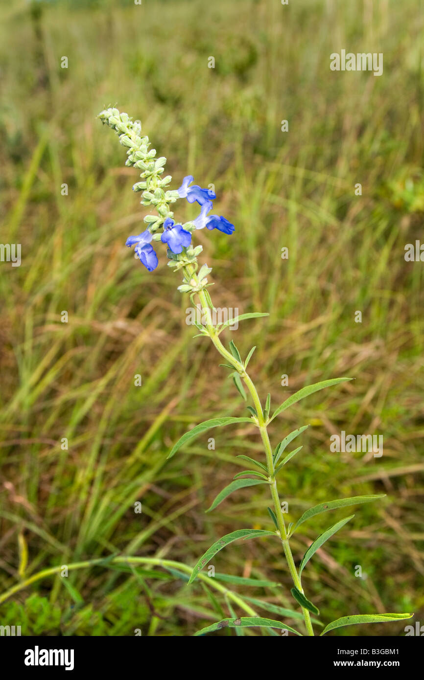 Azure Blue Sage Salvia azurea Prairie State Park Missouri United States 28 August Flower Lamiaceae Stock Photo