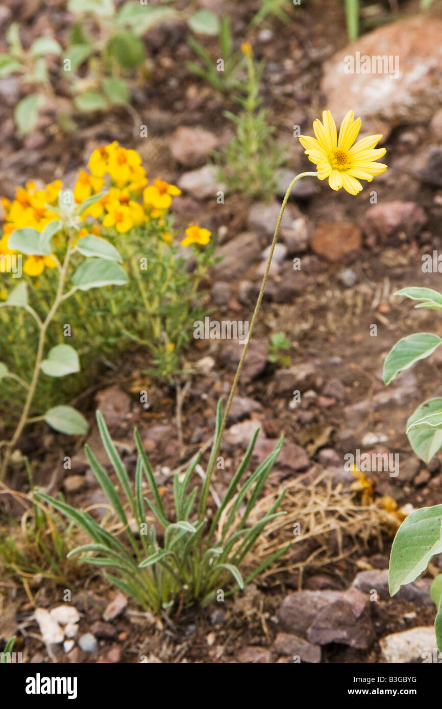 Plains Yellow Daisy Tetraneuris scaposa Stock Photo