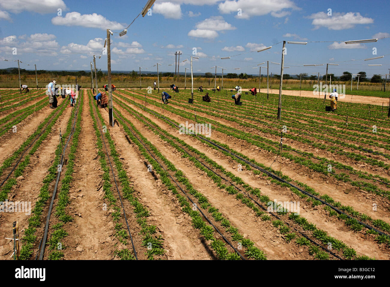 Farming zambia flowers hires stock photography and images Alamy