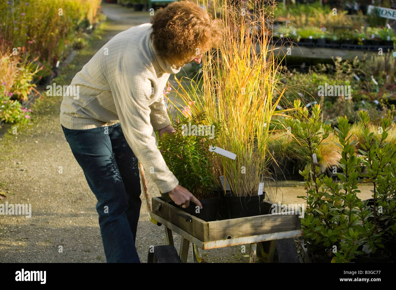 A woman buying plants at a garden centre near Bodmin Cornwall UK Stock