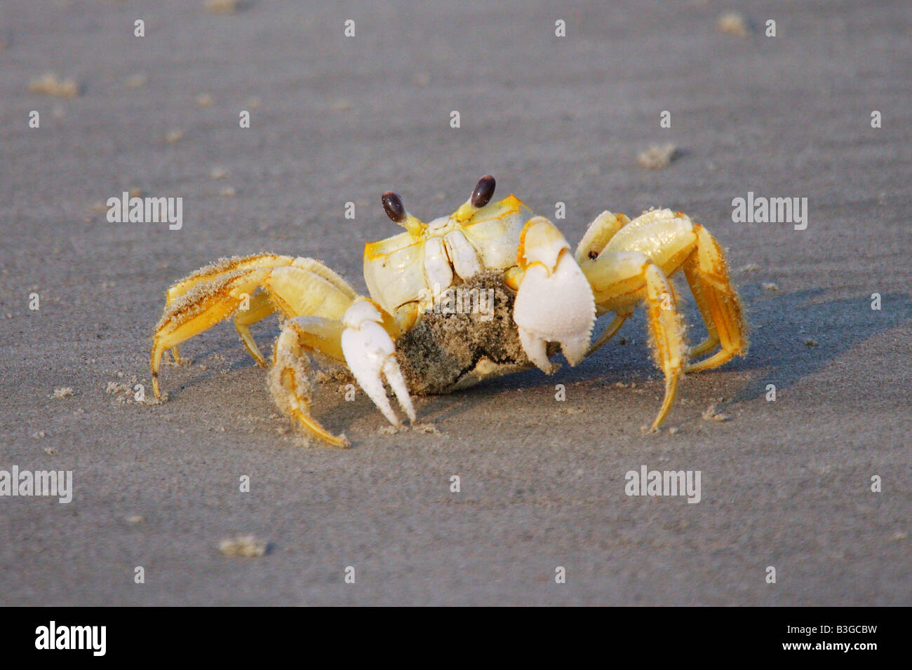 A ghost crab on the beach at Cumberland Island National Seashore Stock Photo