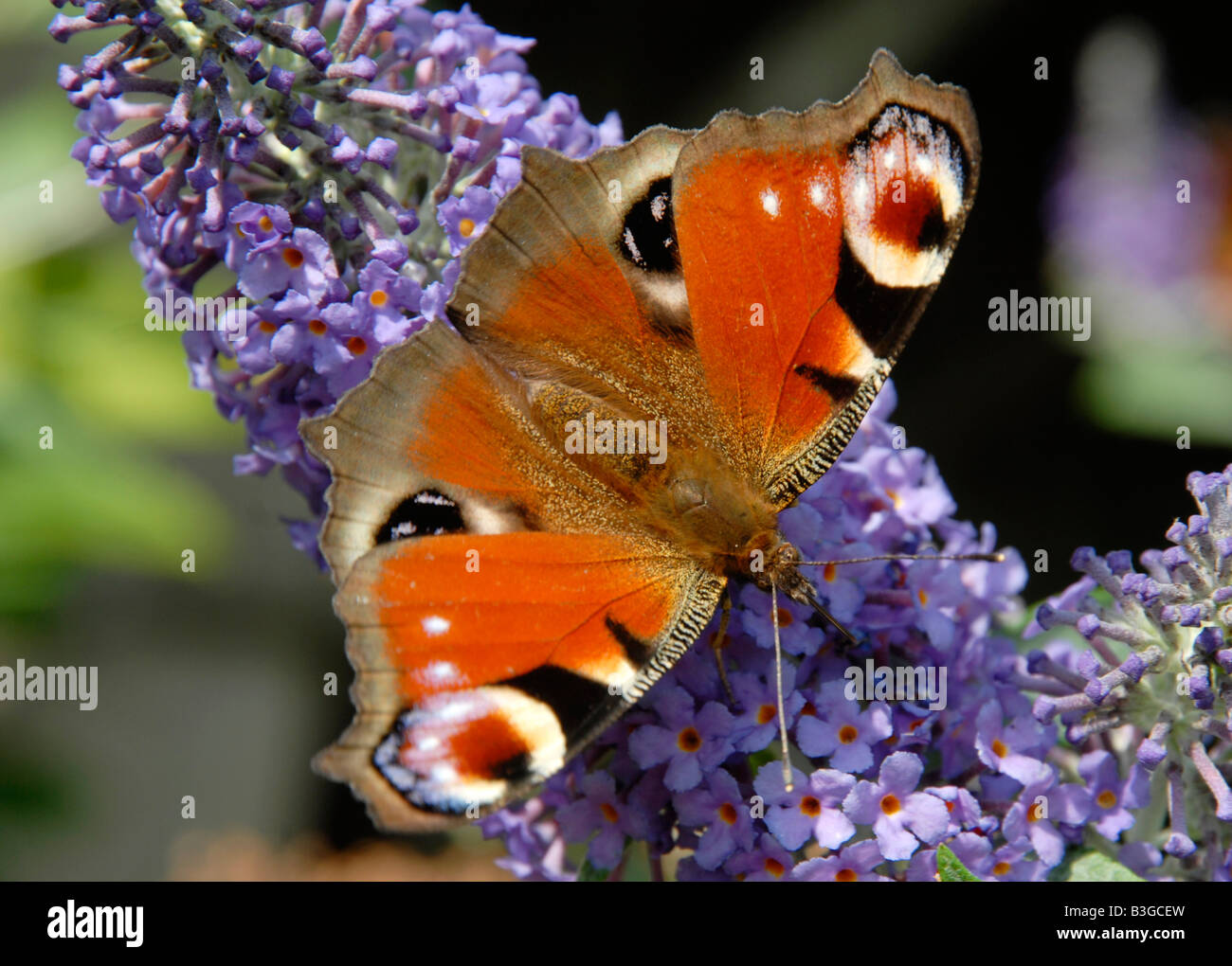Peacock butterfly on a buddleia flower Stock Photo - Alamy