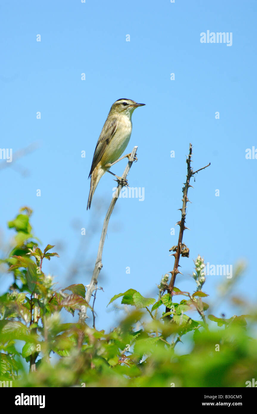 Sedge Warbler Acrocephalus schoenobaenus clinging precariously to a ...