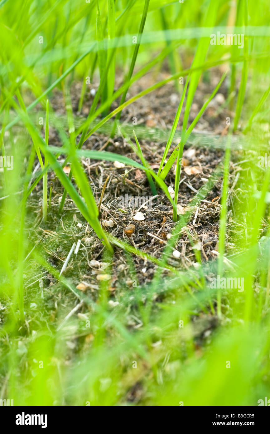 An ants nest in the grass. Stock Photo