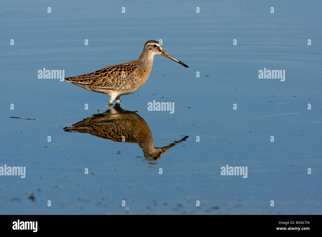 Short billed dowitcher Limnodromus griseus New York USA summer Stock Photo