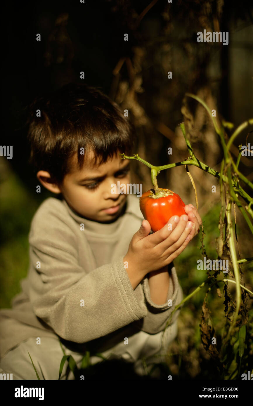 Six year old boy holds organically grown red pepper in a neglected vegetable patch Leaves stripped by caterpillars Stock Photo