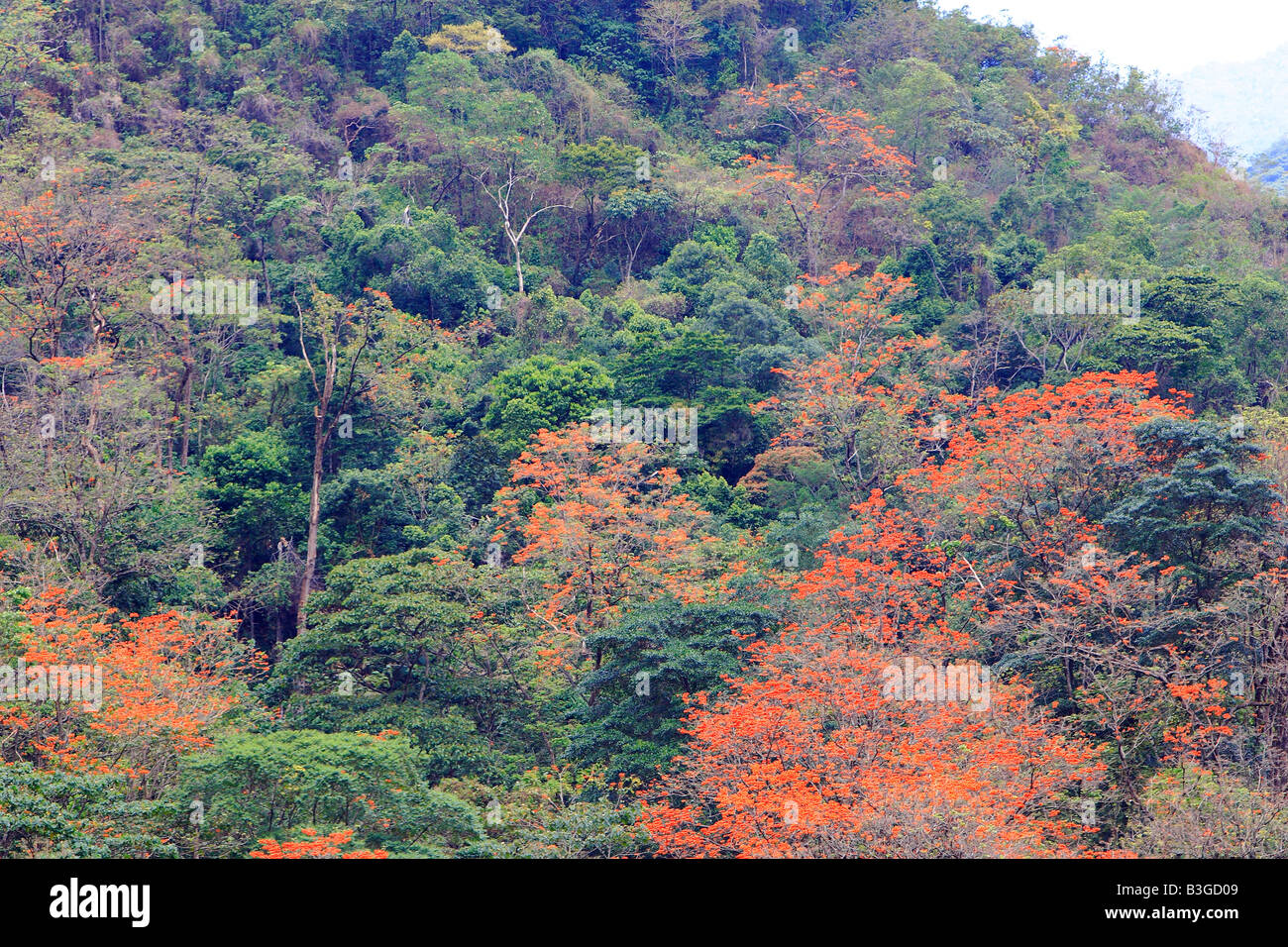 Tropical rainforest with flowering Bucare Ceibo (Erythrina poeppigiana) Stock Photo