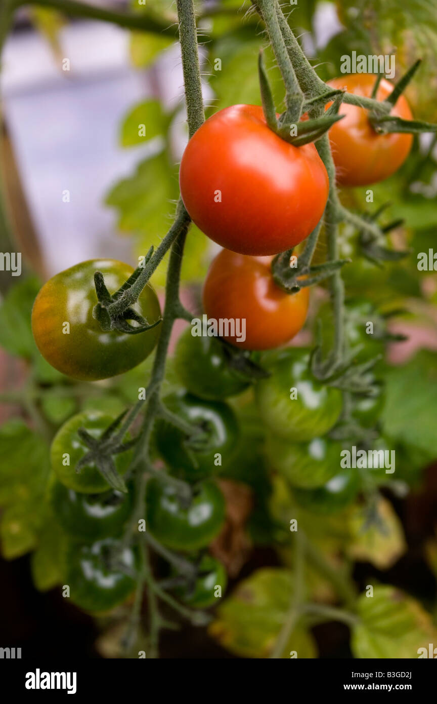 Tomatoes ripening on the vine Stock Photo
