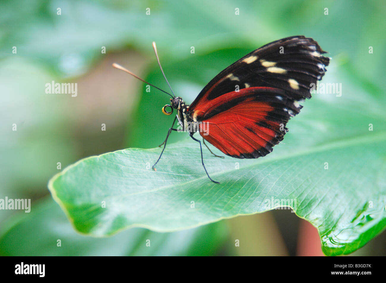 Tropical exotic South American Golden Helicon butterfly Heliconius hecale sitting on a green leaf Stock Photo