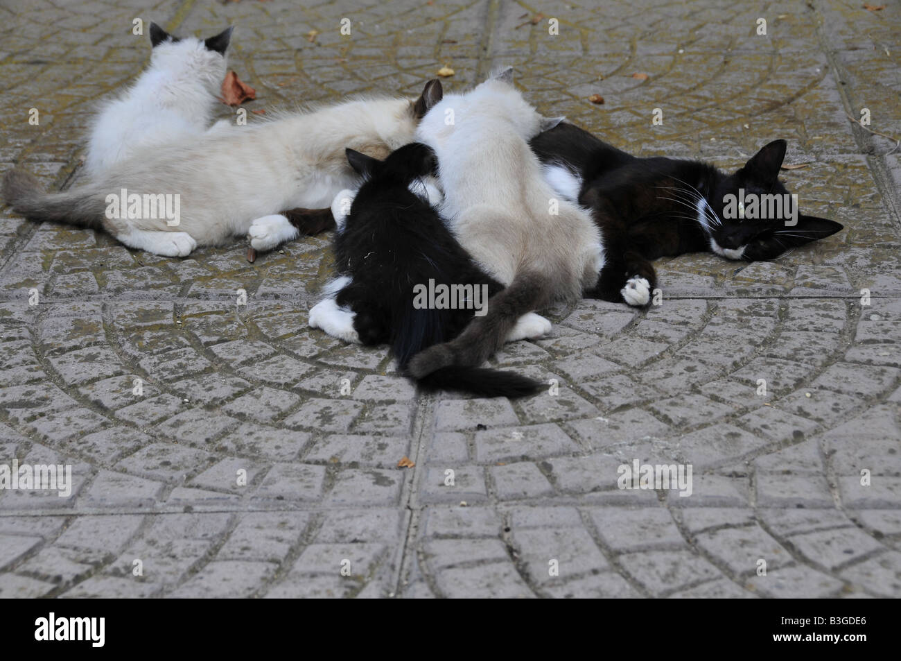 puppy cats breastfeeding from mother Stock Photo Alamy