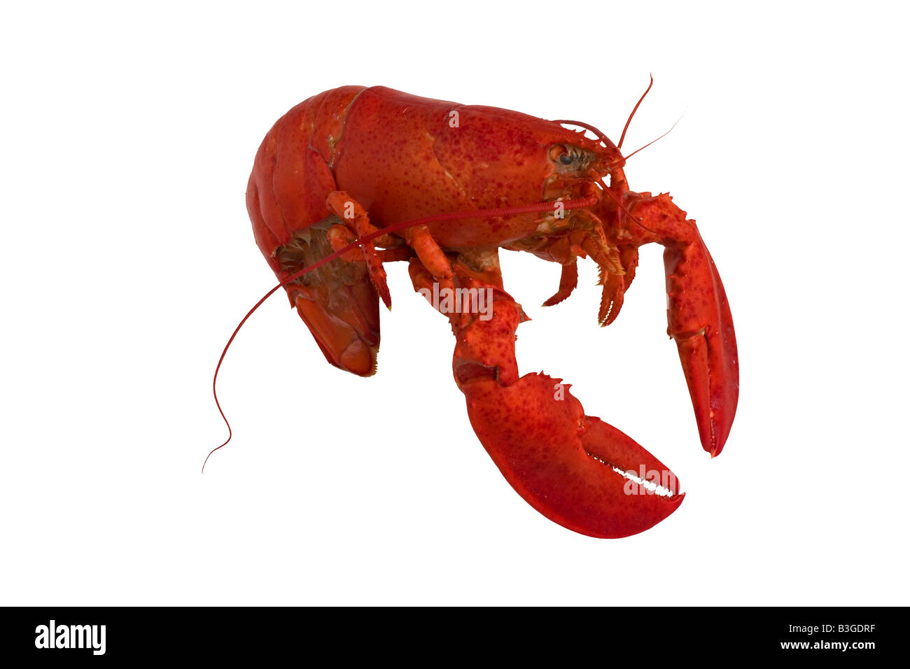 Lobster isolated hi-res stock photography and images - Alamy
