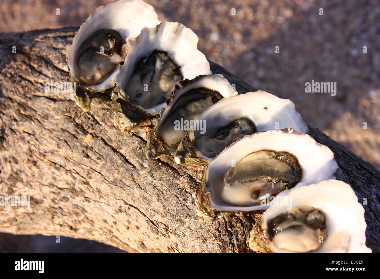 oysters naturale photographed on a log found at the beach in south australia Stock Photo