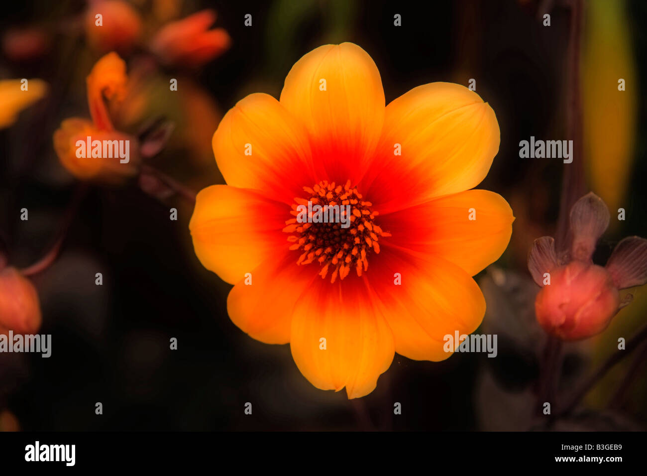 Orange flower, blurred effect Stock Photo