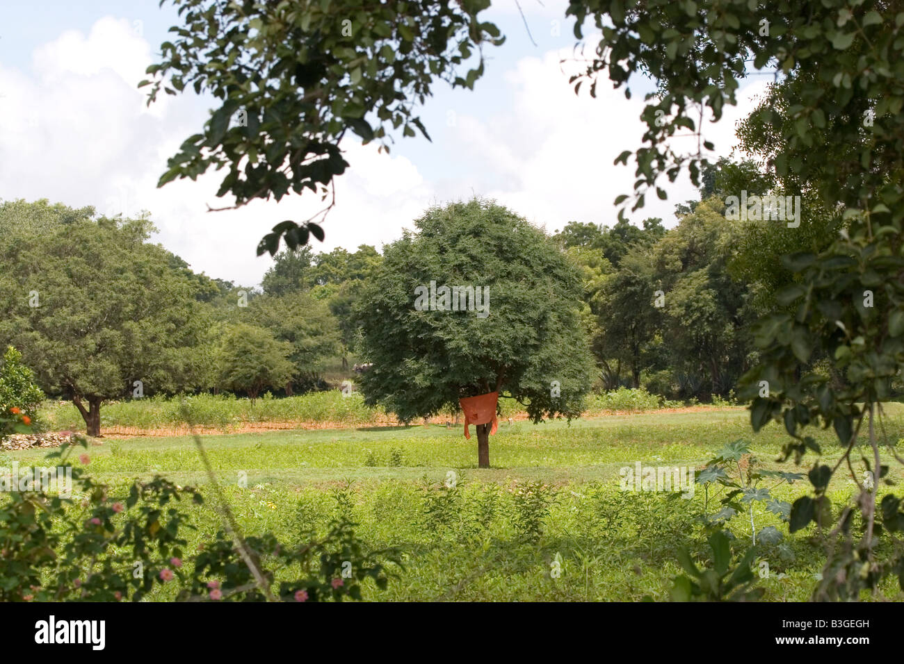 An agricultural farm in Karnataka Stock Photo Alamy