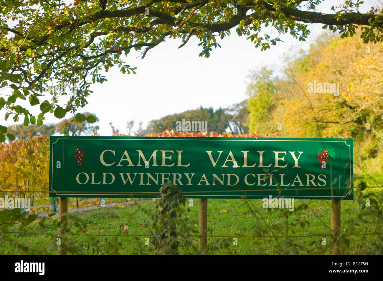 the Camel Valley Vineyard near Bodmin cornwall UK As UK temperatures warm up agriculture is changeing Stock Photo