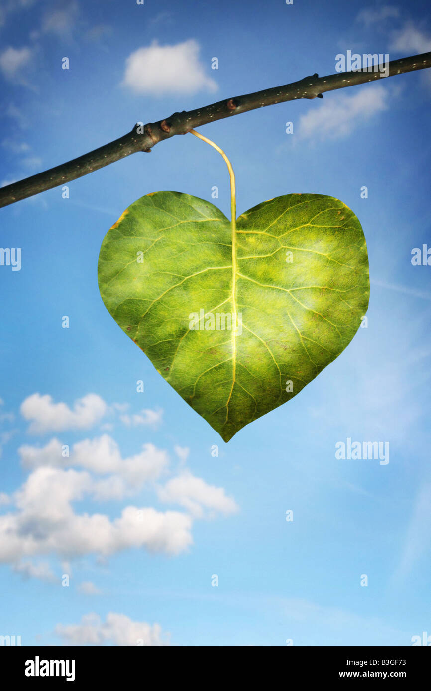 single leaf in the shape of a heart Stock Photo