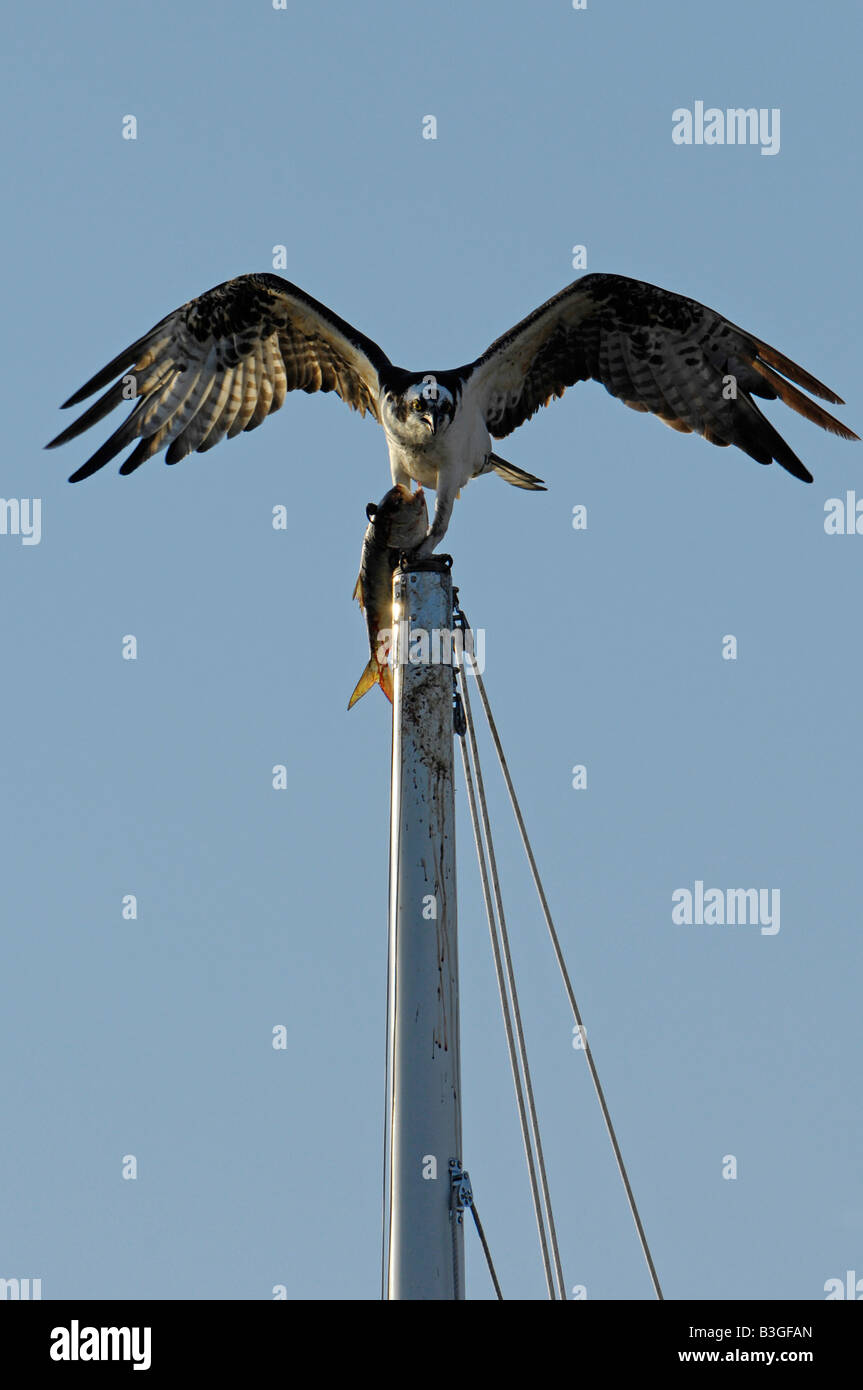 Osprey fish hawk Pandion haliaetus at the top of a yacht mast with a fish Five mile river Connecticut USA Stock Photo