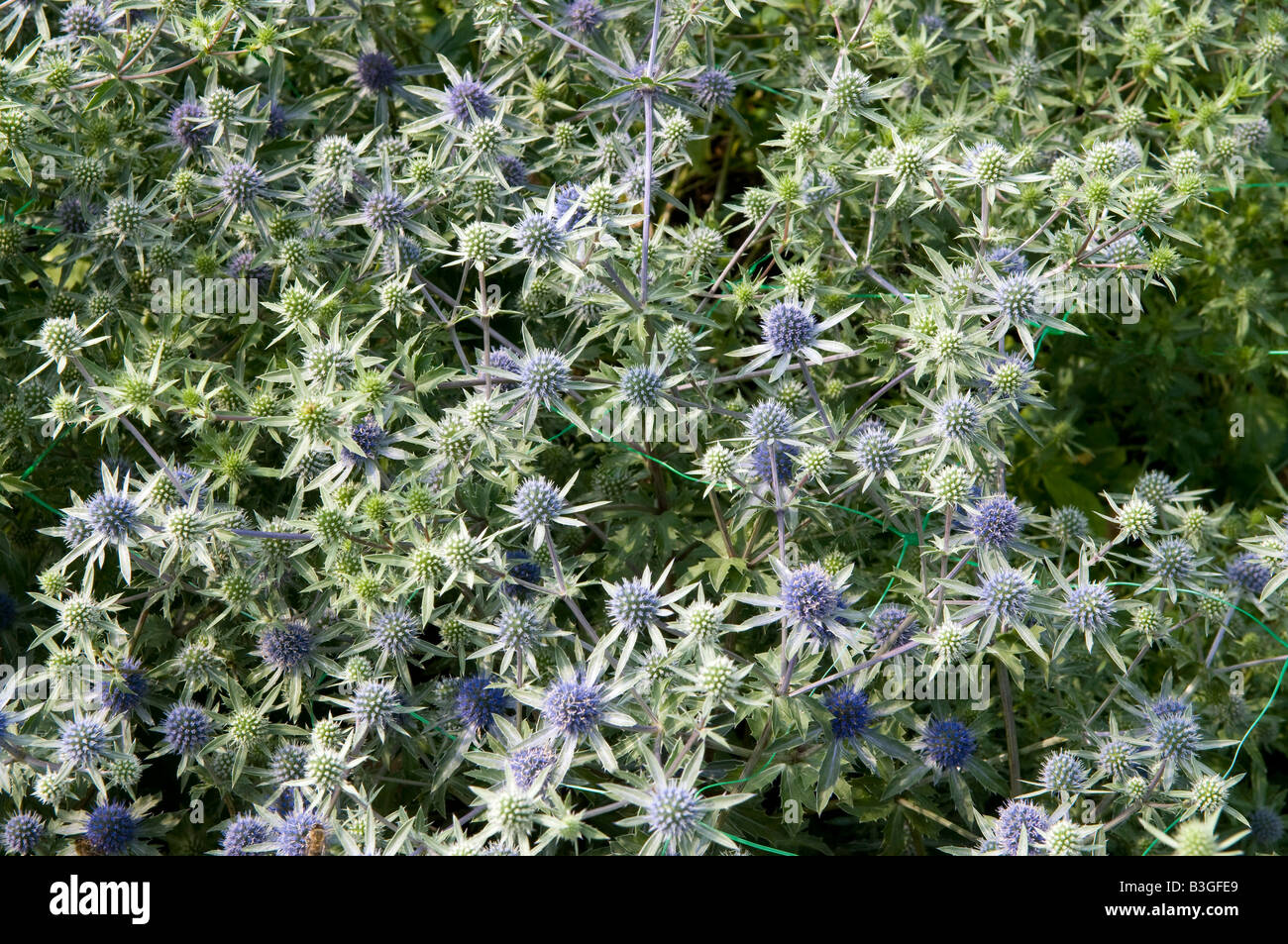 Eryngium x tripartitum Stock Photo