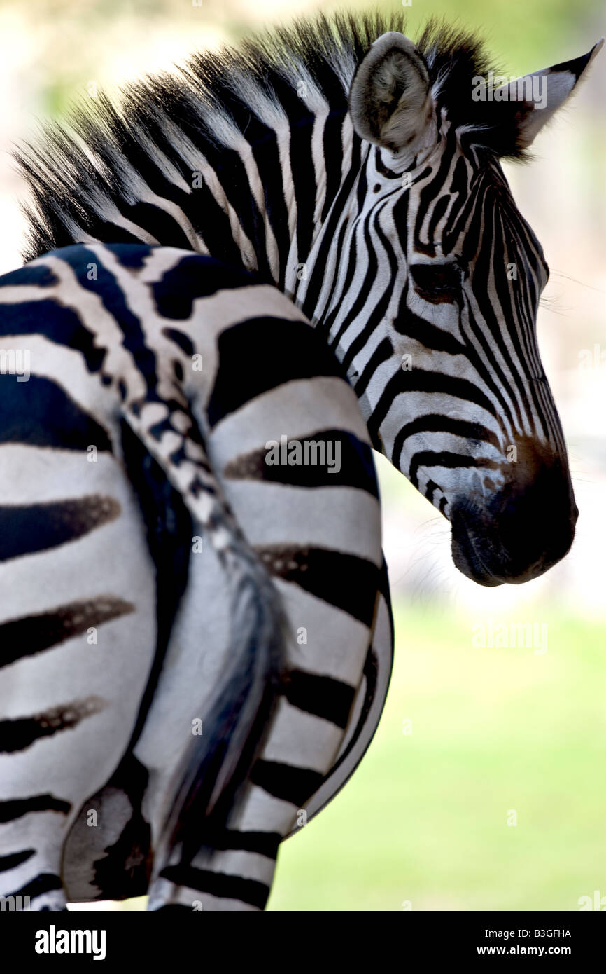 Common zebra looking back Stock Photo