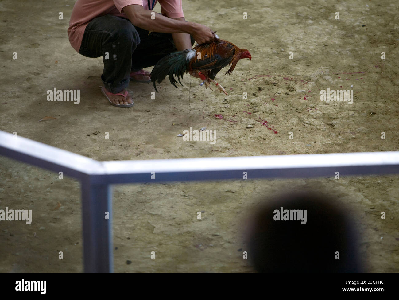 A Filipino collects a mortally-wounded fighting cock during a cockfight near Mansalay, Oriental Mindoro, Philippines. Stock Photo