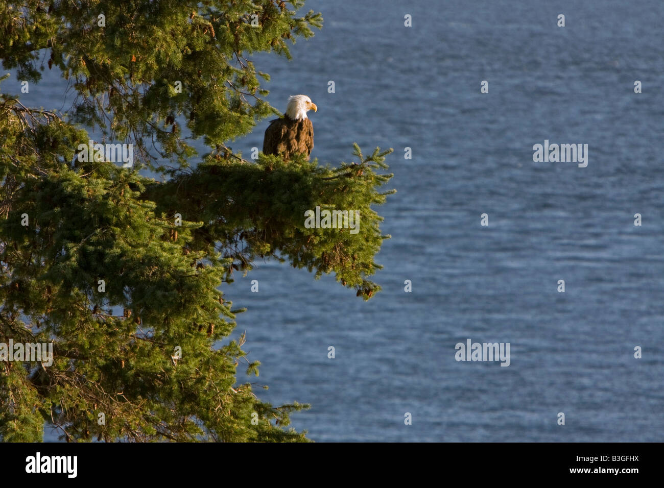 Bald Eagle perched in tree above the Salish Sea, San Juan Island, Washington, USA Stock Photo