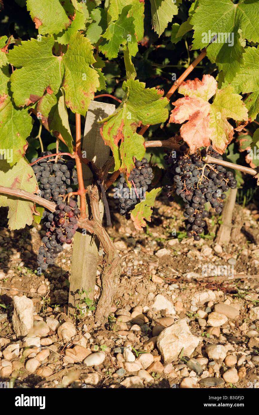 wine grape vine Bordeaux France French red Stock Photo Alamy