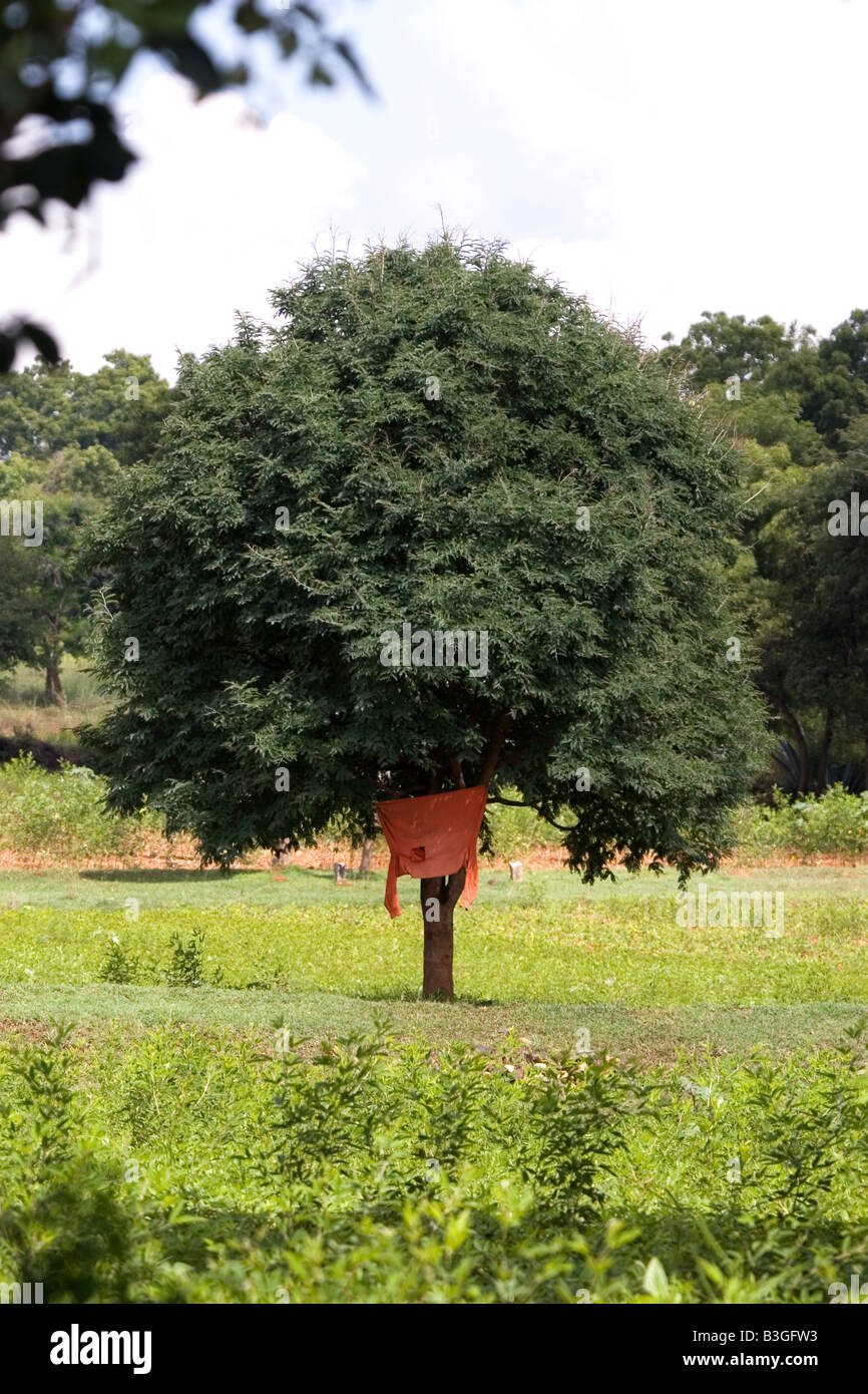 A tree in the middle of a field in Karnataka Stock Photo