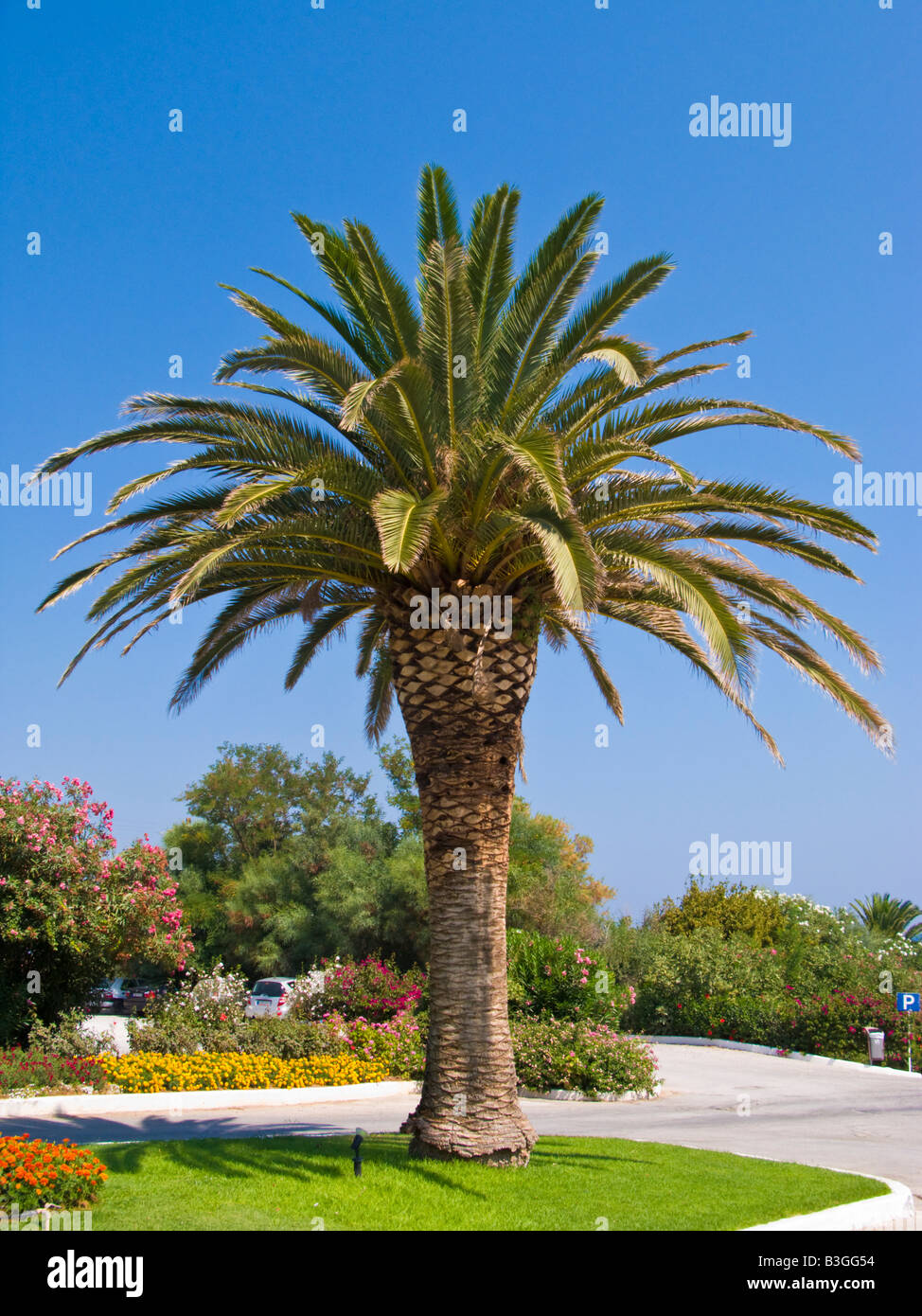 Palm Tree Crete Greece Stock Photo