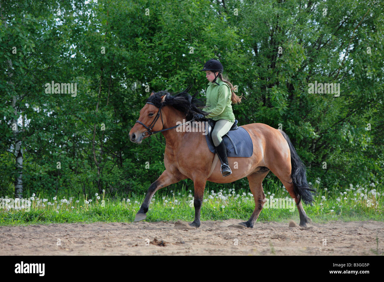 Girl ride on the bay pony Stock Photo